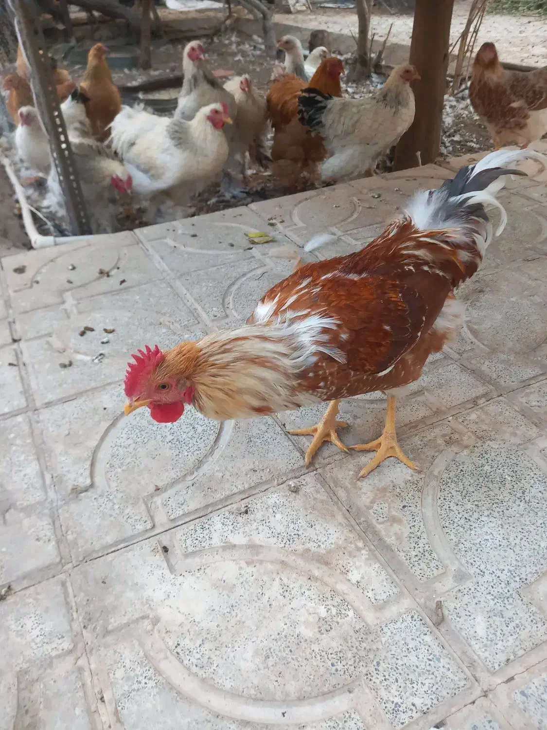 فروش خروس برهما|حیوانات مزرعه|یزد, |دیوار