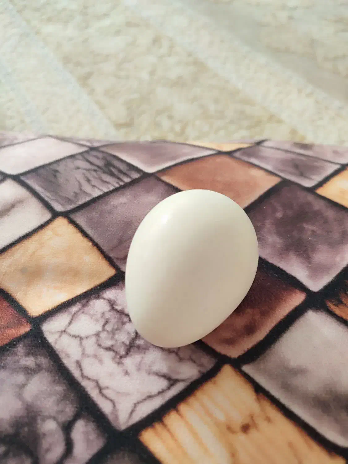 تخم بوقلمون|حیوانات مزرعه|پیرانشهر, |دیوار