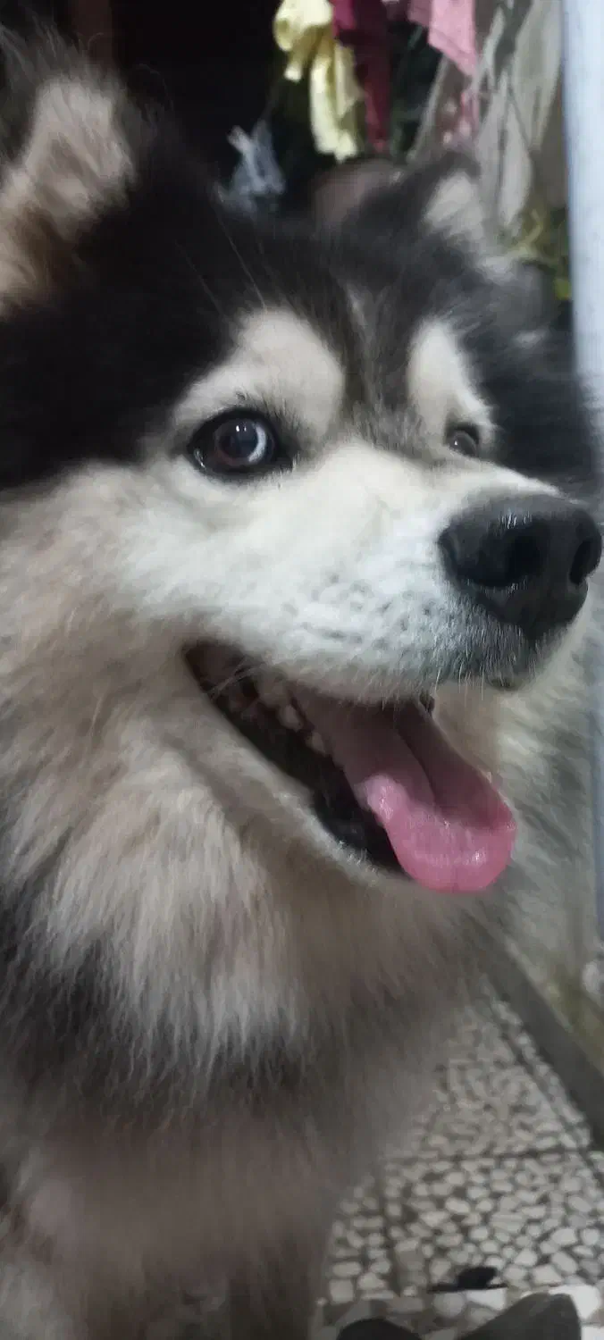 سگ مالاموت اصیل سورتمه معاوضه هم می شه|سگ|رشت, پسیخان|دیوار