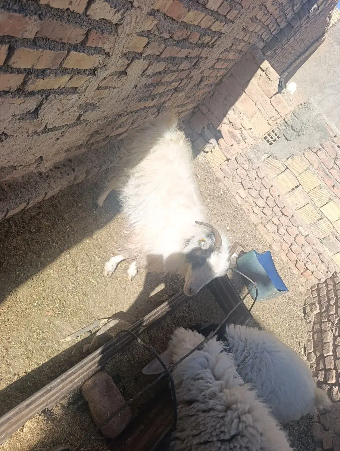 یک عدد بز چاق در خونه ای|حیوانات مزرعه|سربیشه, |دیوار