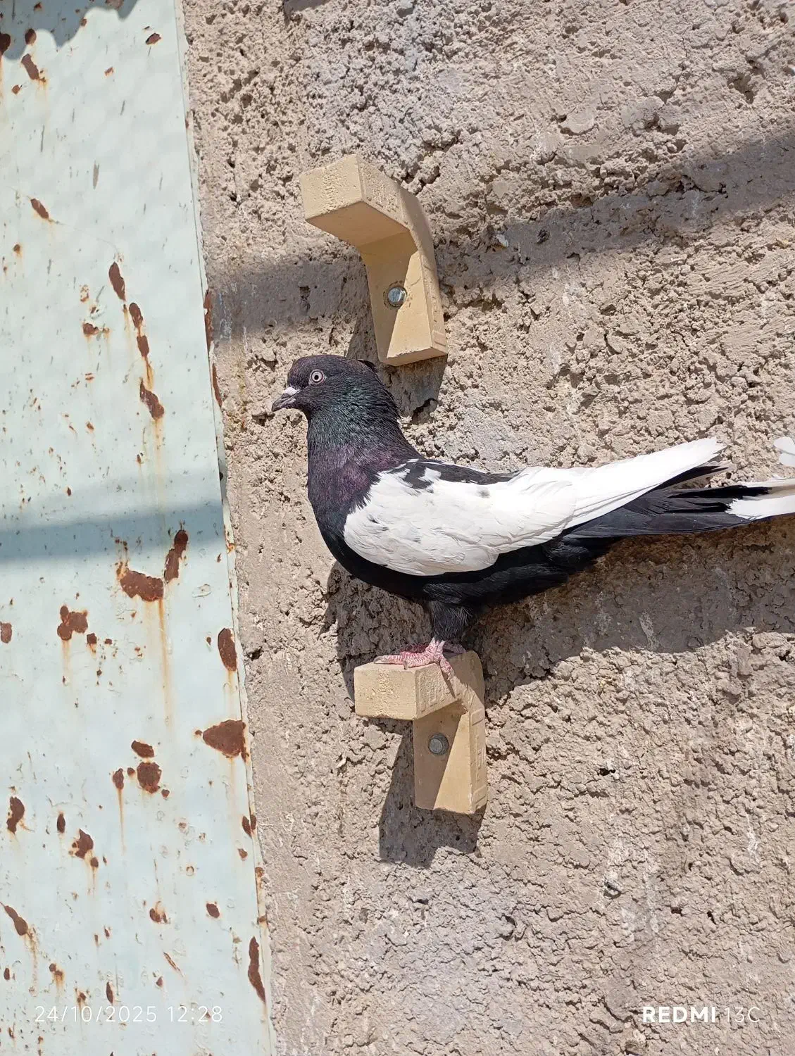 کفتر سینه سیاه و سبز دمسفید|پرنده|مرودشت, پشت سایپا‎|دیوار