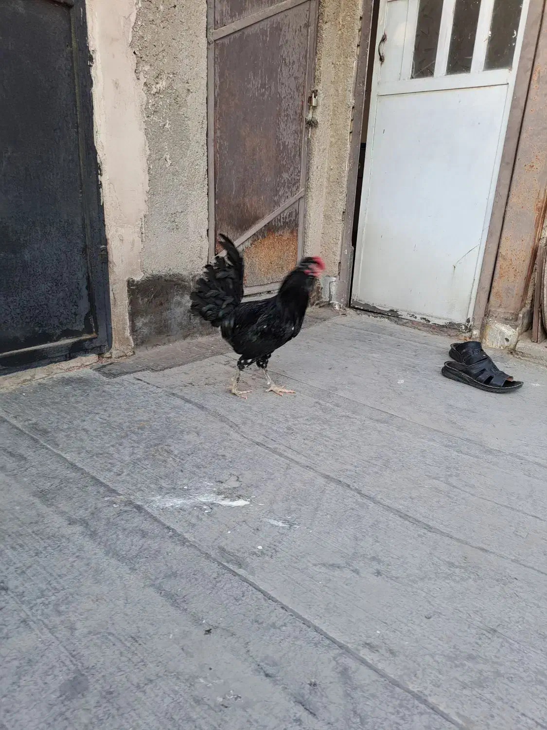 خروس جوان گلین|حیوانات مزرعه|شهریار, کهنز|دیوار