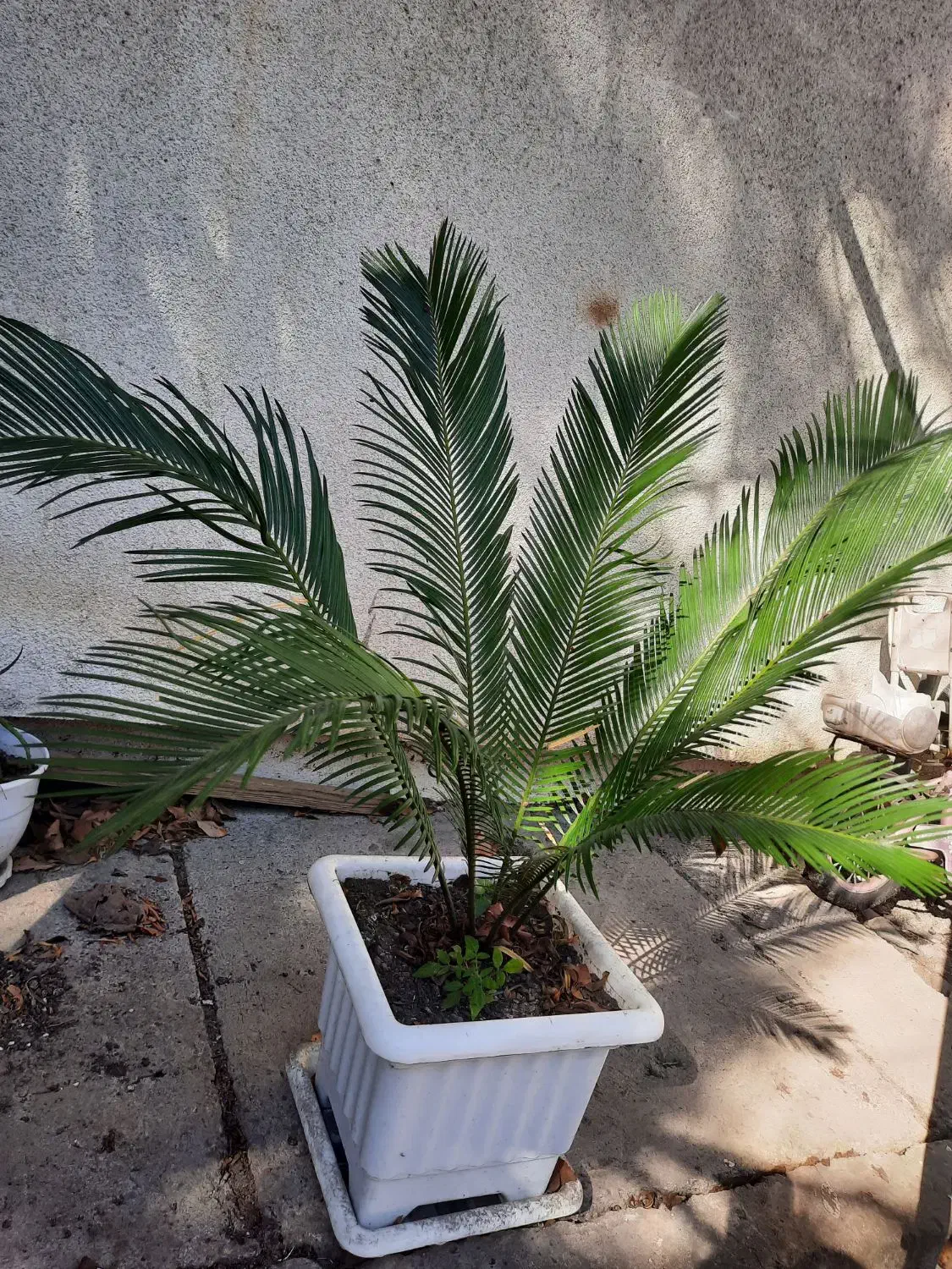 گل سیکاس|گل و گیاه طبیعی|رشت, نیروی دریایی|دیوار