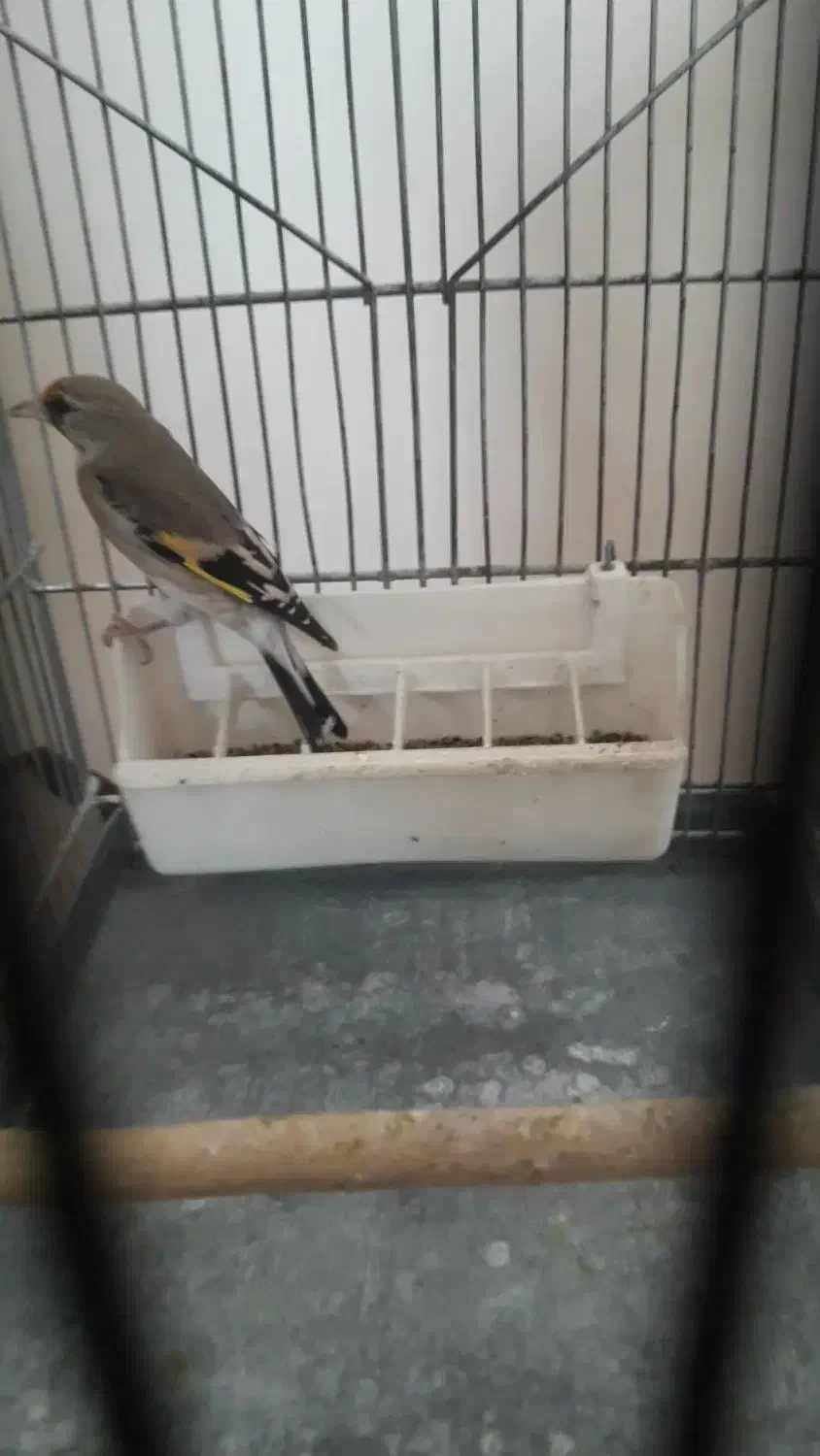 سهره کرمانی ماده|پرنده|پردیس, فاز ۹|دیوار