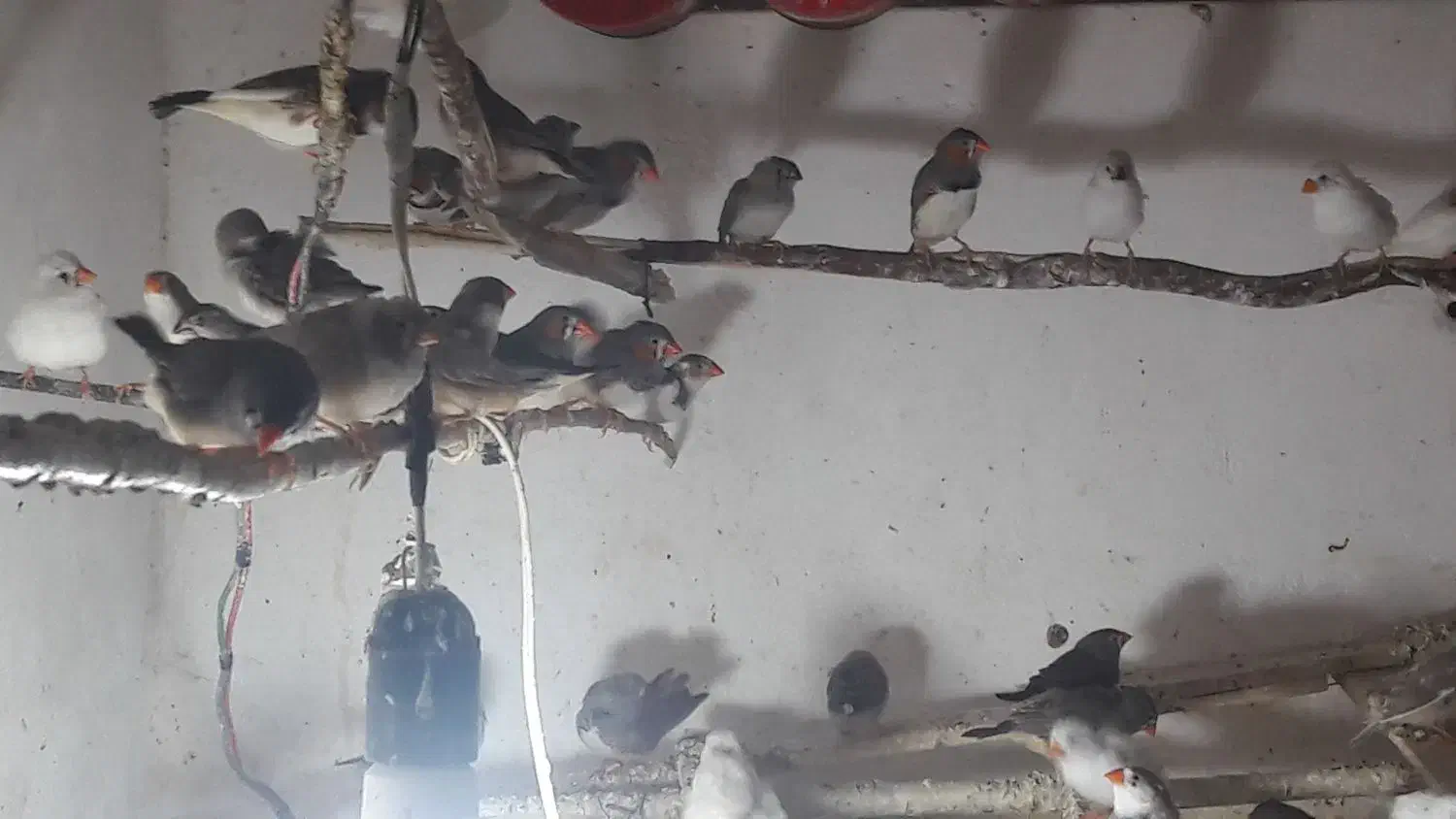 فروش دوباره فنچ زبرا|پرنده|زرین دشت (فارس), |دیوار