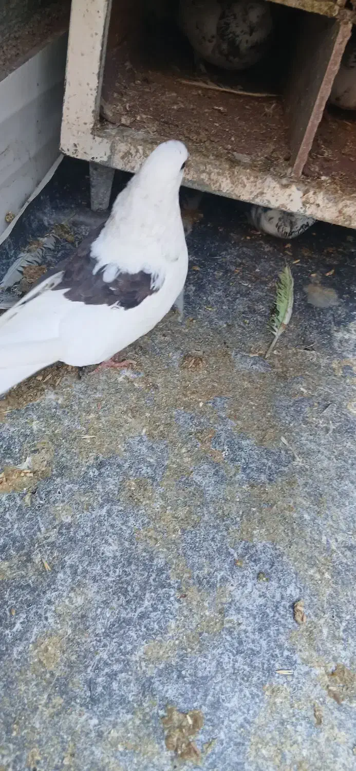 کفتر پرشی|پرنده|کوهدشت, |دیوار