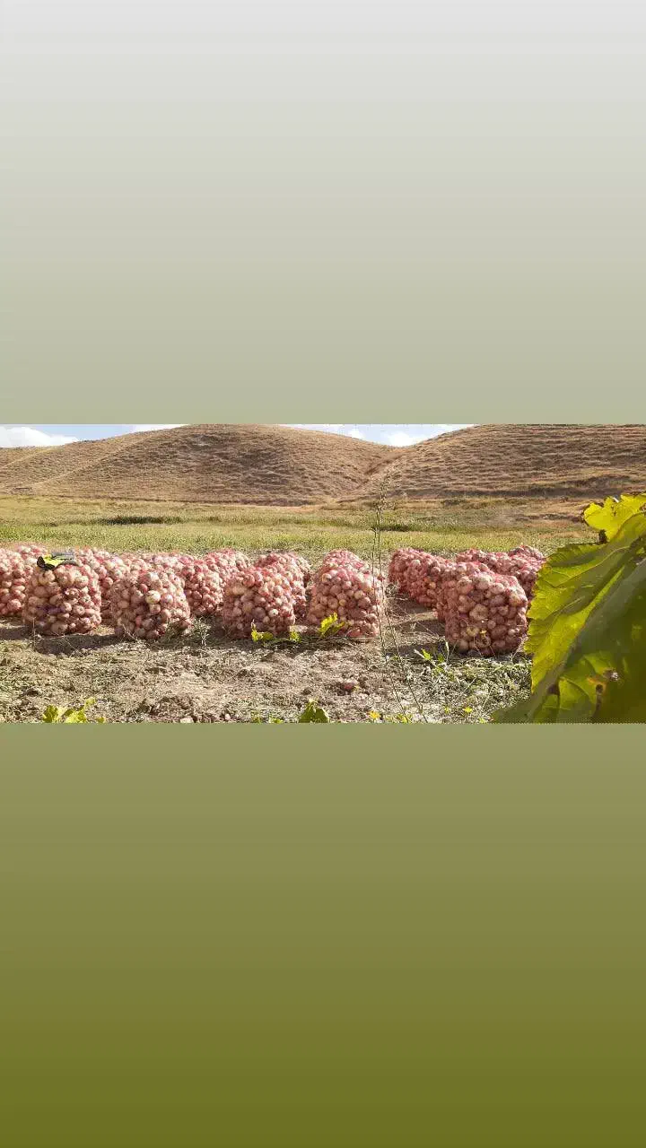 پیاز آفتاب خشک درجه یک|خوردنی و آشامیدنی|تکاب, |دیوار