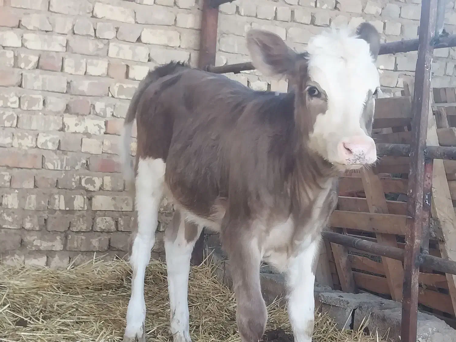 گاو گوساله ماده گوساله نر نوبر|حیوانات مزرعه|مرودشت, کناره|دیوار