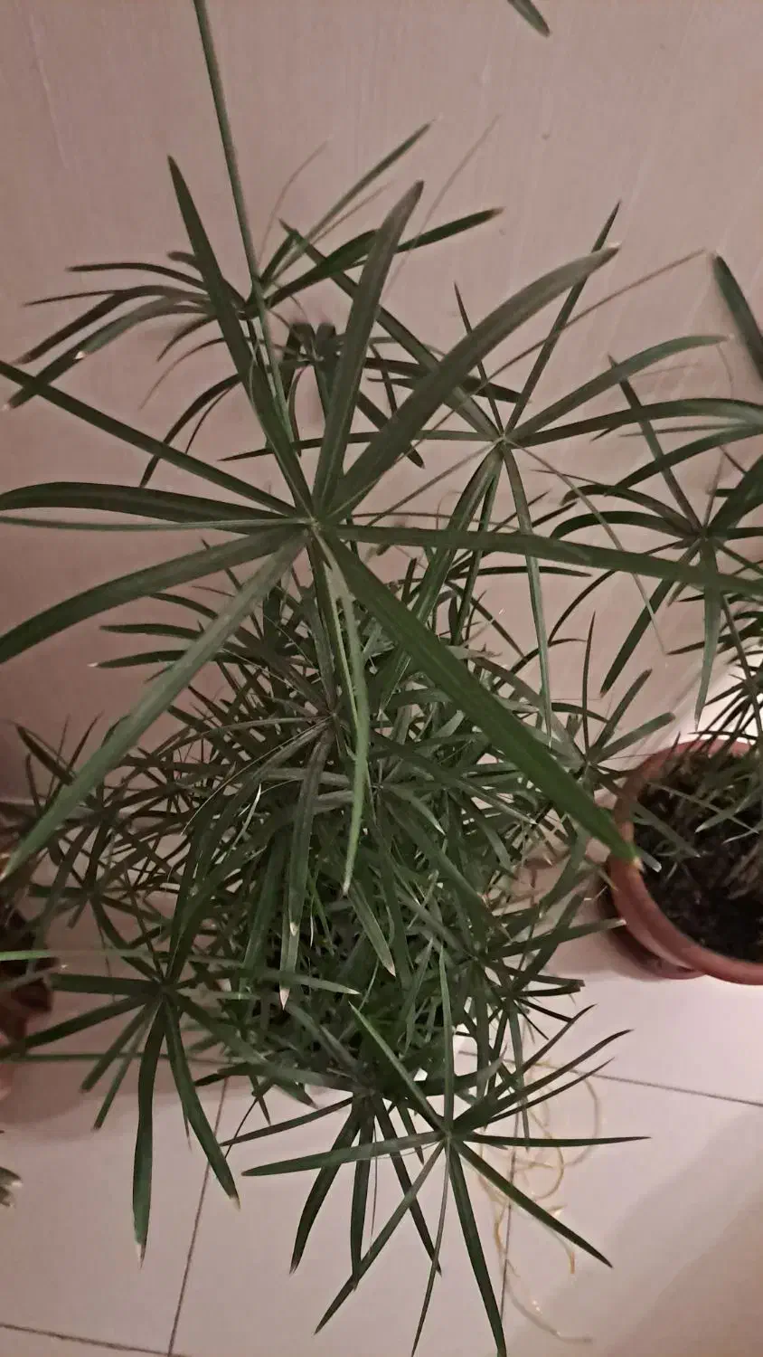 نخل مرداب|گل و گیاه طبیعی|تهران, قیطریه|دیوار