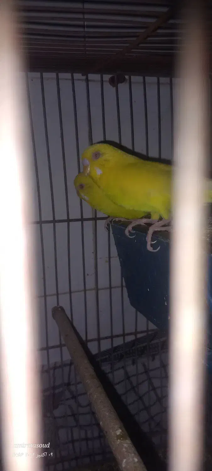 فروش 2جفت مرغ عشق|پرنده|کهنوج, |دیوار