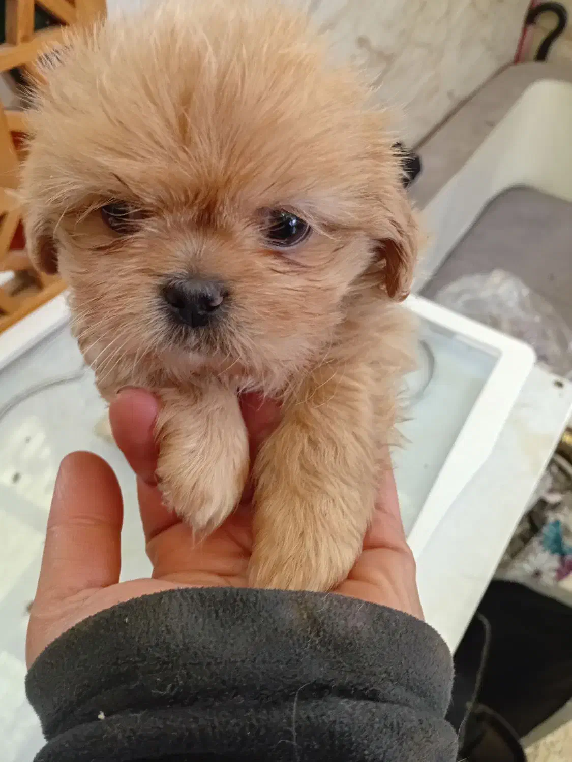 امپریال مالتیز|سگ|رشت, دیلمان|دیوار