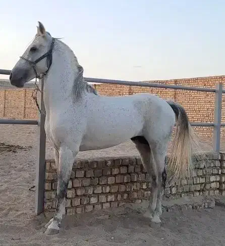 کامران ،کاوه، کارن|اسب و تجهیزات اسب‌سواری|اصفهان, باغ زرشک|دیوار