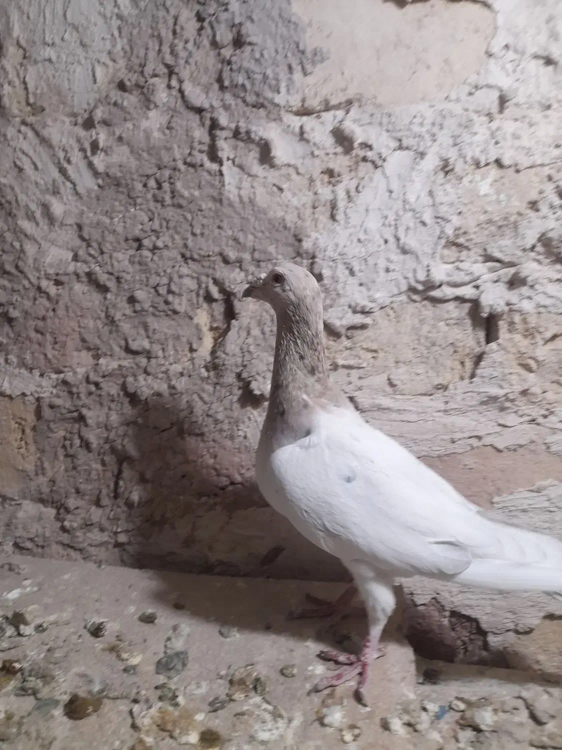 تقریبا ۴۰تا کبوتر هفرنگ نروماده|پرنده|الوند, |دیوار