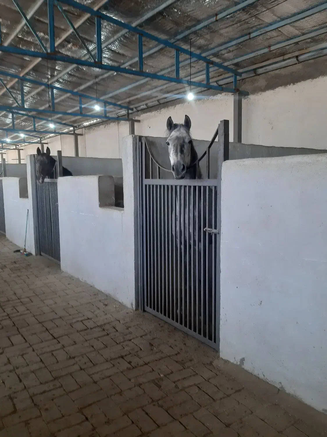 اسب باکس اسب|اسب و تجهیزات اسبسواری|کرمانشاه, |دیوار