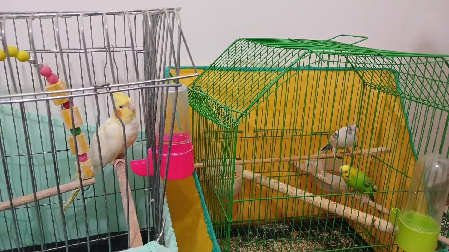 دو عدد مرغ عشق ویه عروس هلندی رام ،|پرنده|رشت, آب و برق|دیوار