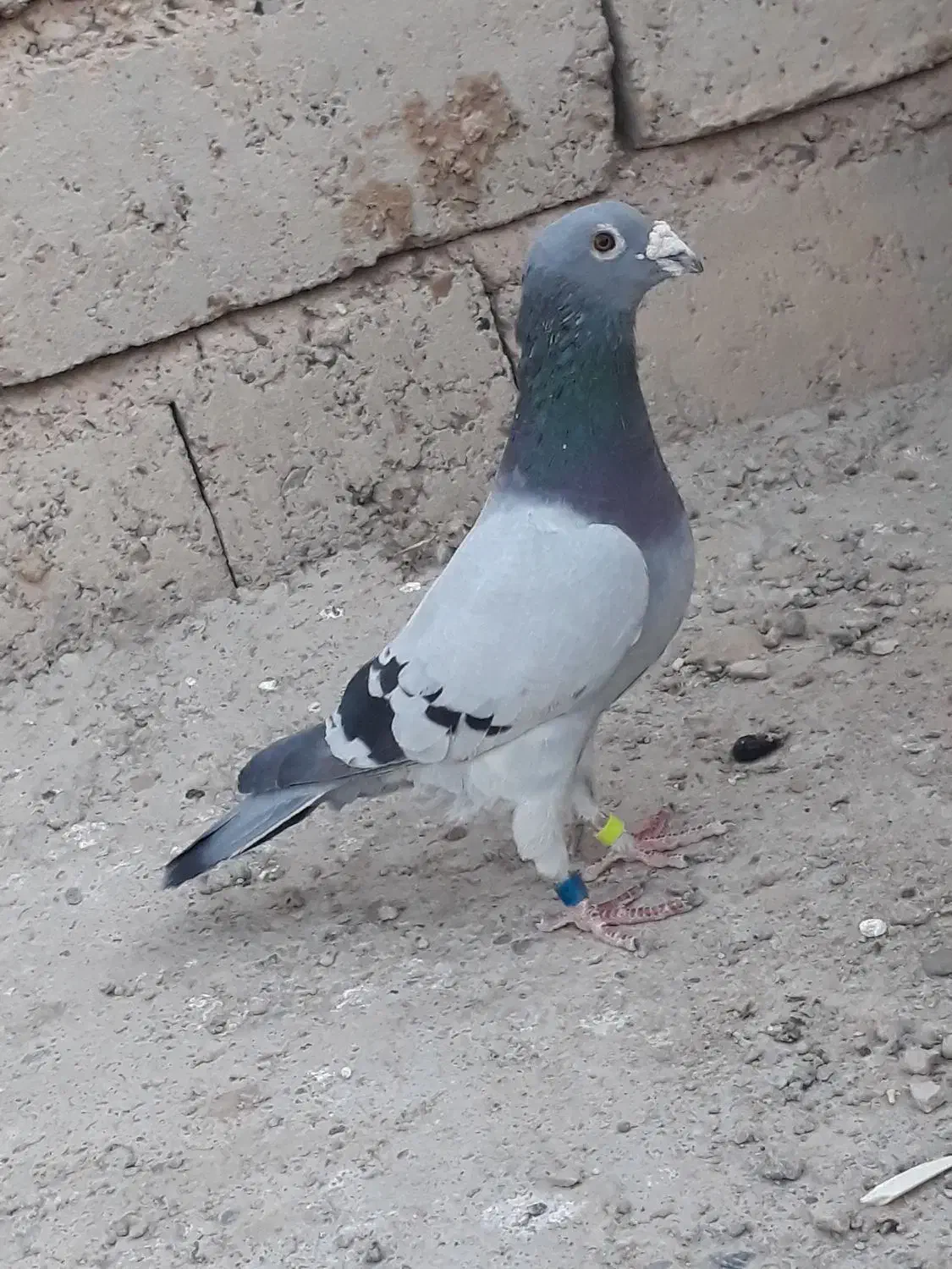 کبوتر سبز مگس سوسکی چاپی بور|پرنده|زهک, |دیوار