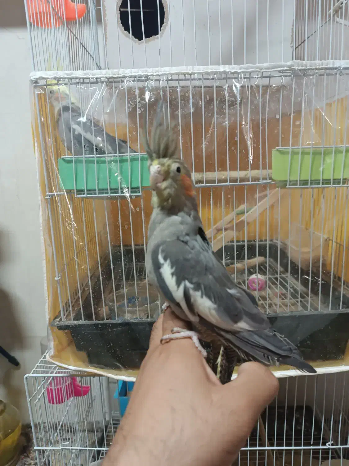 عروس هلندی و یک جفت فنچ|پرنده|مشهد, شهرک ابوذر|دیوار