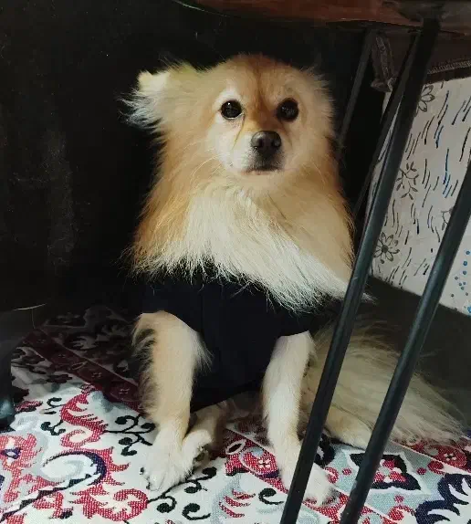 سگ پامر روباهی|سگ|مینودشت, |دیوار