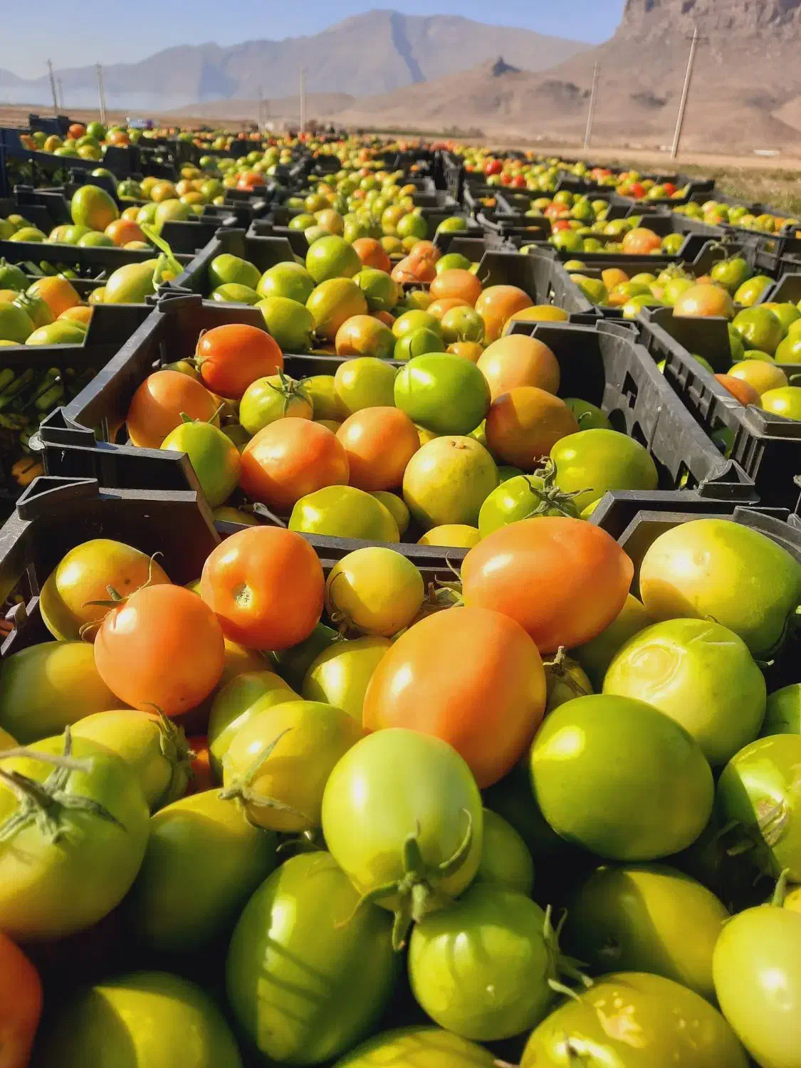 گوجه|خدمات باغبانی و درختکاری|درودزن, |دیوار