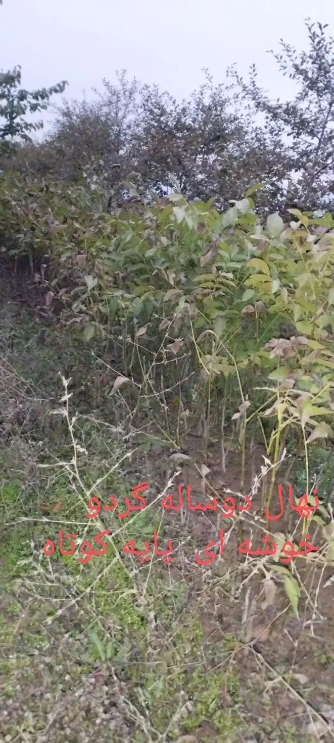 نهال گردو خوشه ای|خدمات باغبانی و درختکاری|هوراند, |دیوار