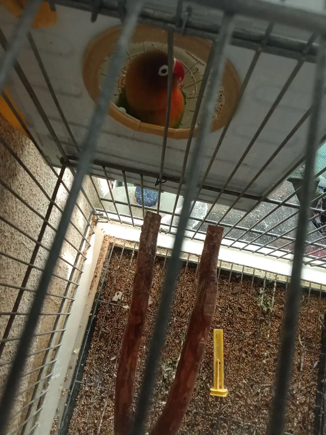 طوطی برلزیلی ماده|پرنده|پاکدشت, پاکدشت (مامازند)|دیوار