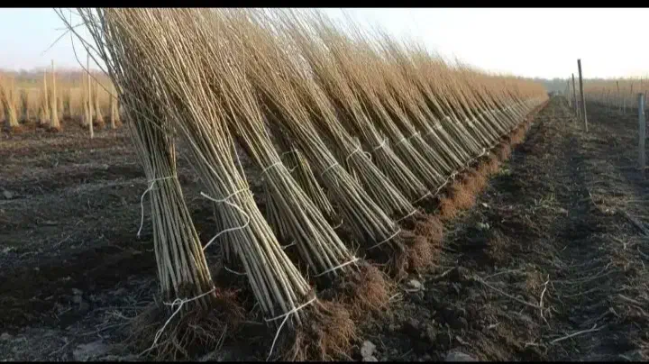 گل رز|عمده‌فروشی|اردبیل, |دیوار