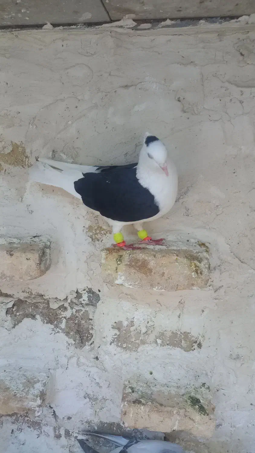 کفترپشت سیاه ماده|پرنده|قزوین, |دیوار