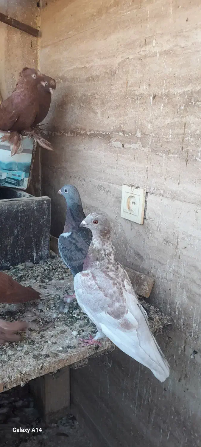 کبوترراعبی موشی|پرنده|پاکدشت, پارچین|دیوار