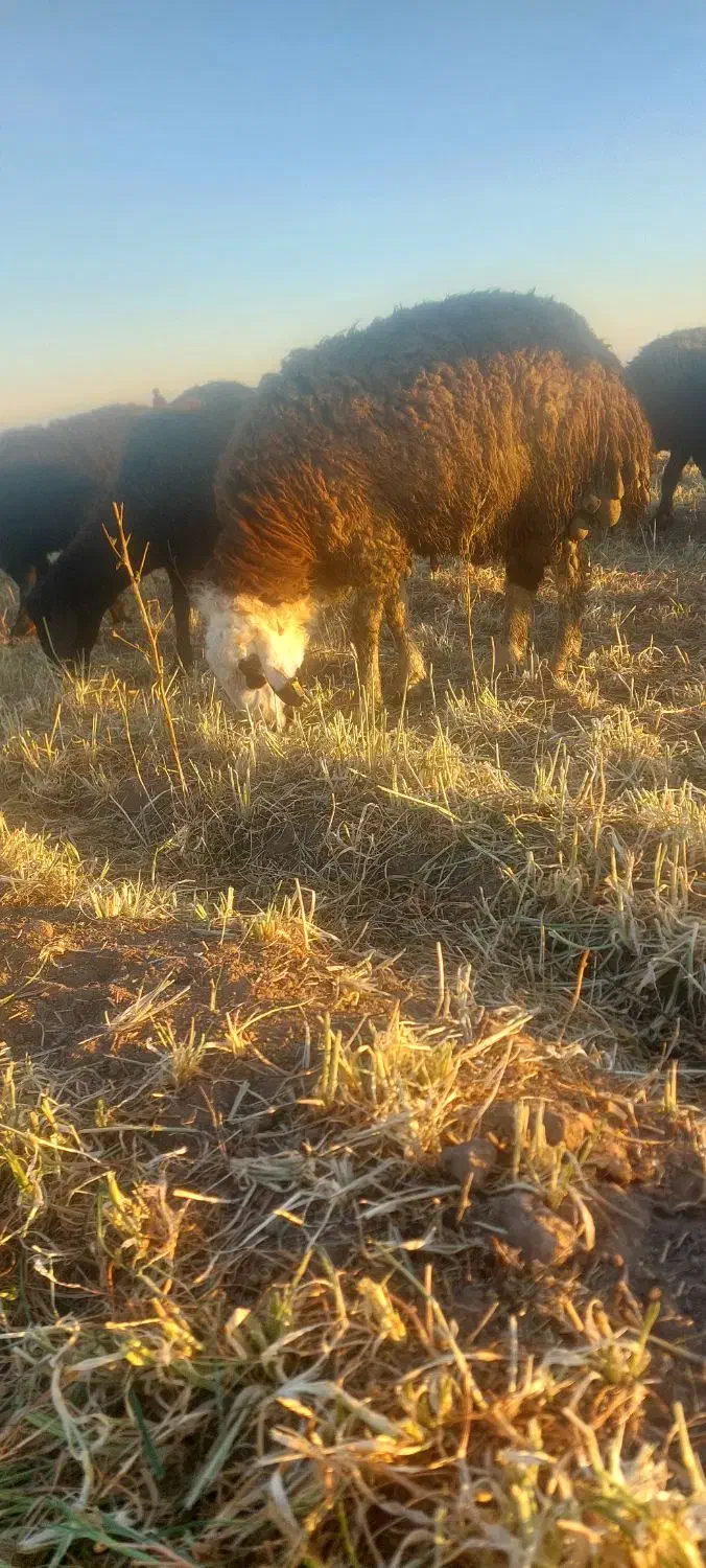 توغلی|حیوانات مزرعه|ثمرین, |دیوار