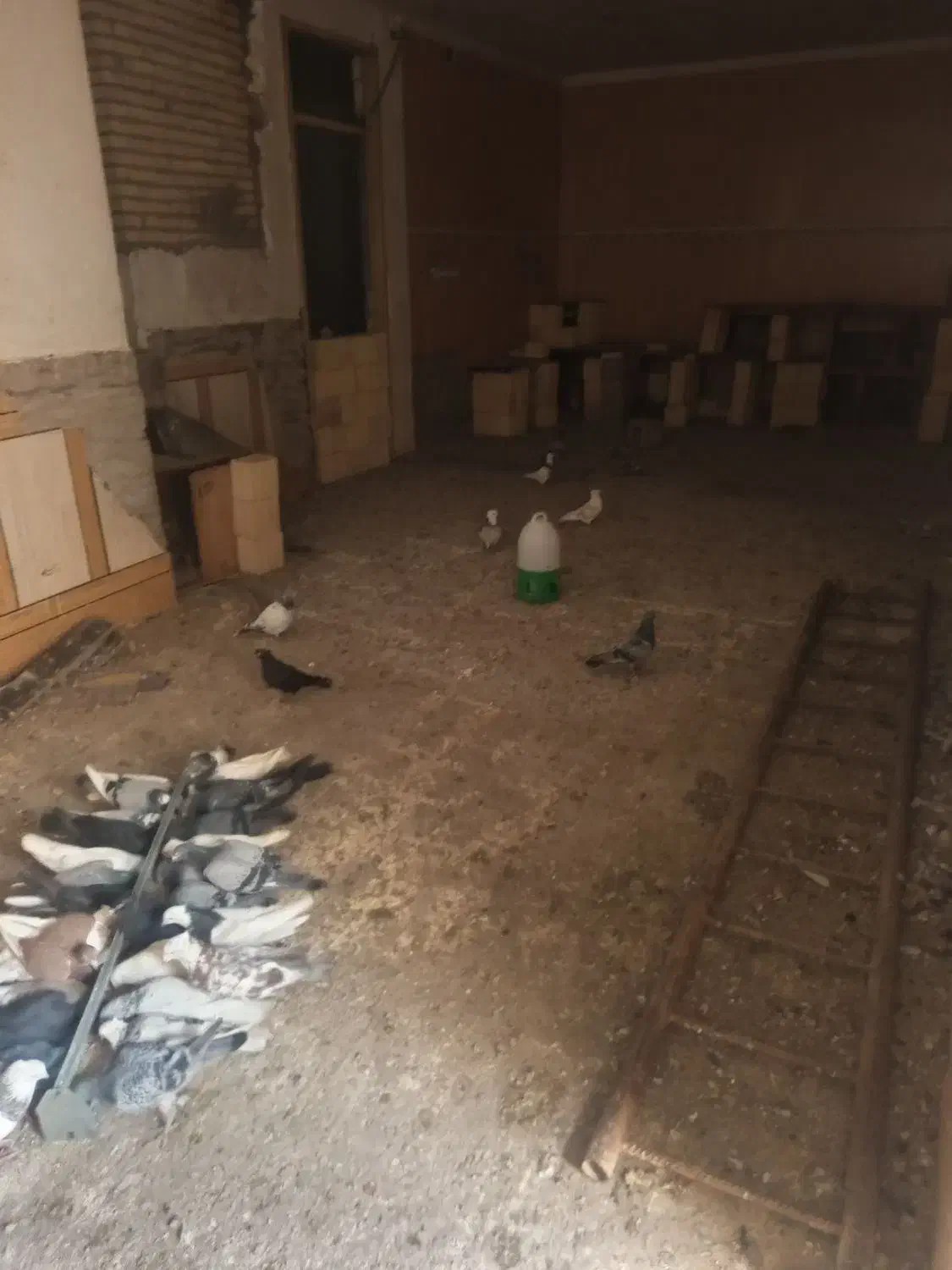 شادگان|پرنده|شادگان, |دیوار