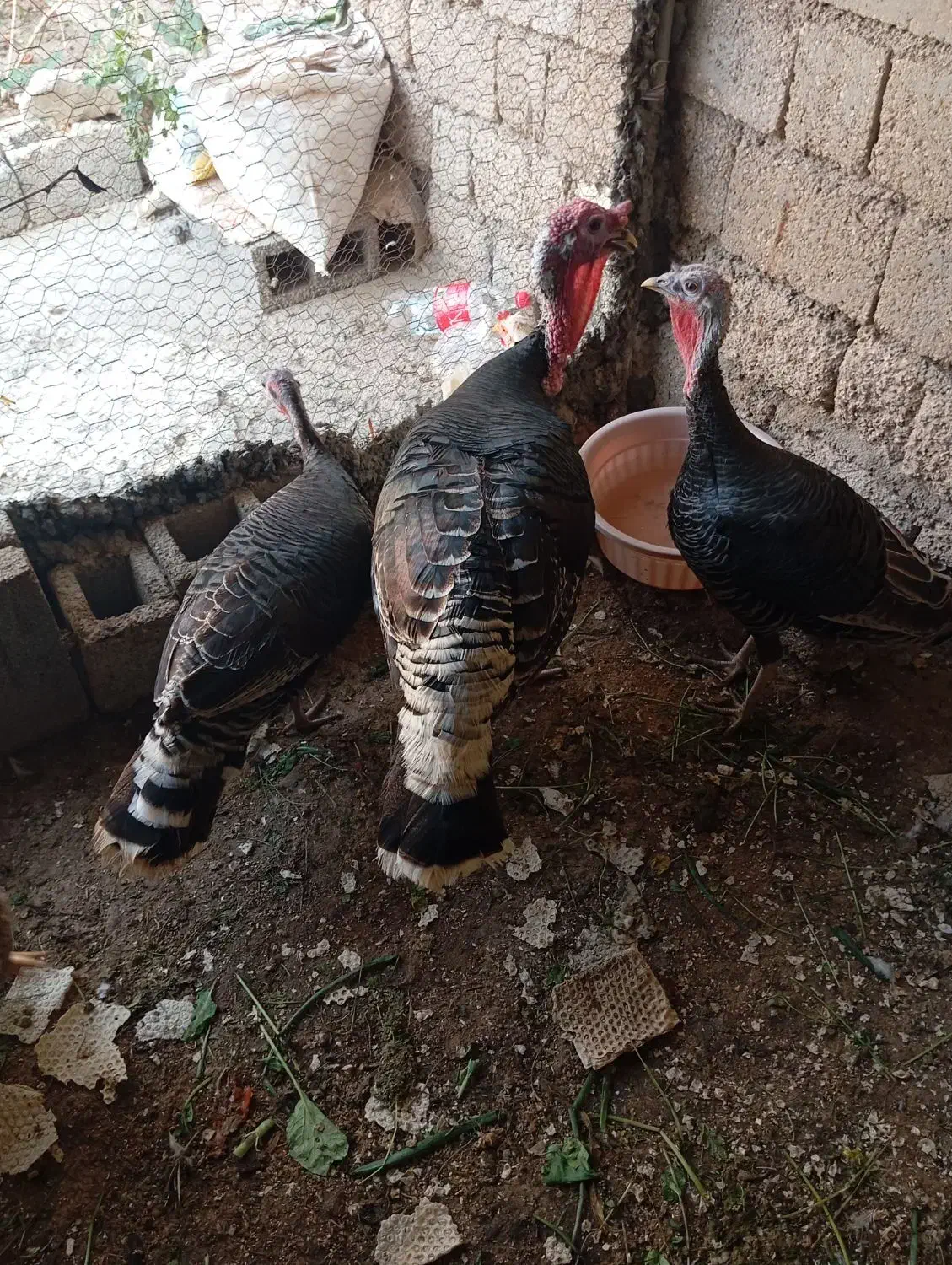 بوقلمون|حیوانات مزرعه|بندر گناوه, |دیوار