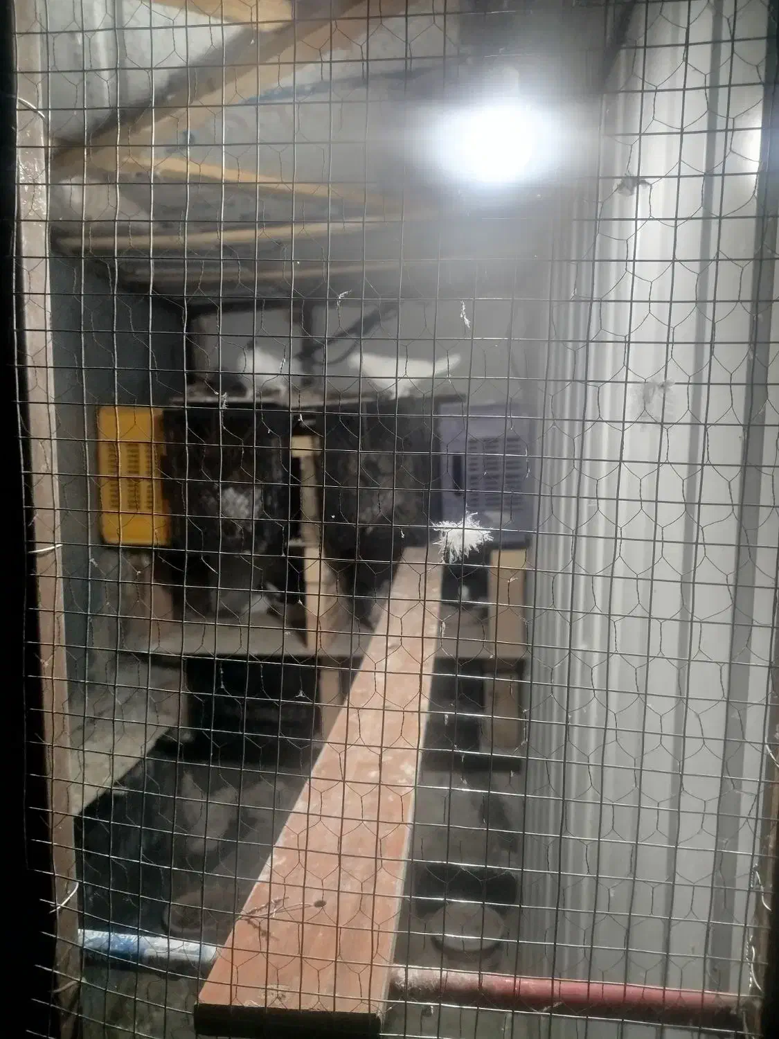 کفتر|پرنده|تهران, نیروی هوایی (پیروزی)|دیوار