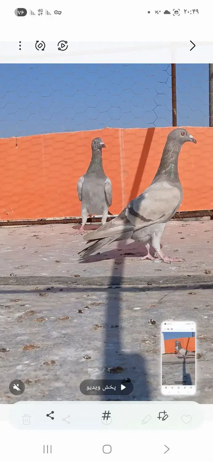 سلام دوتا گاغذی ماده خطی پنج|پرنده|دشتابی, |دیوار