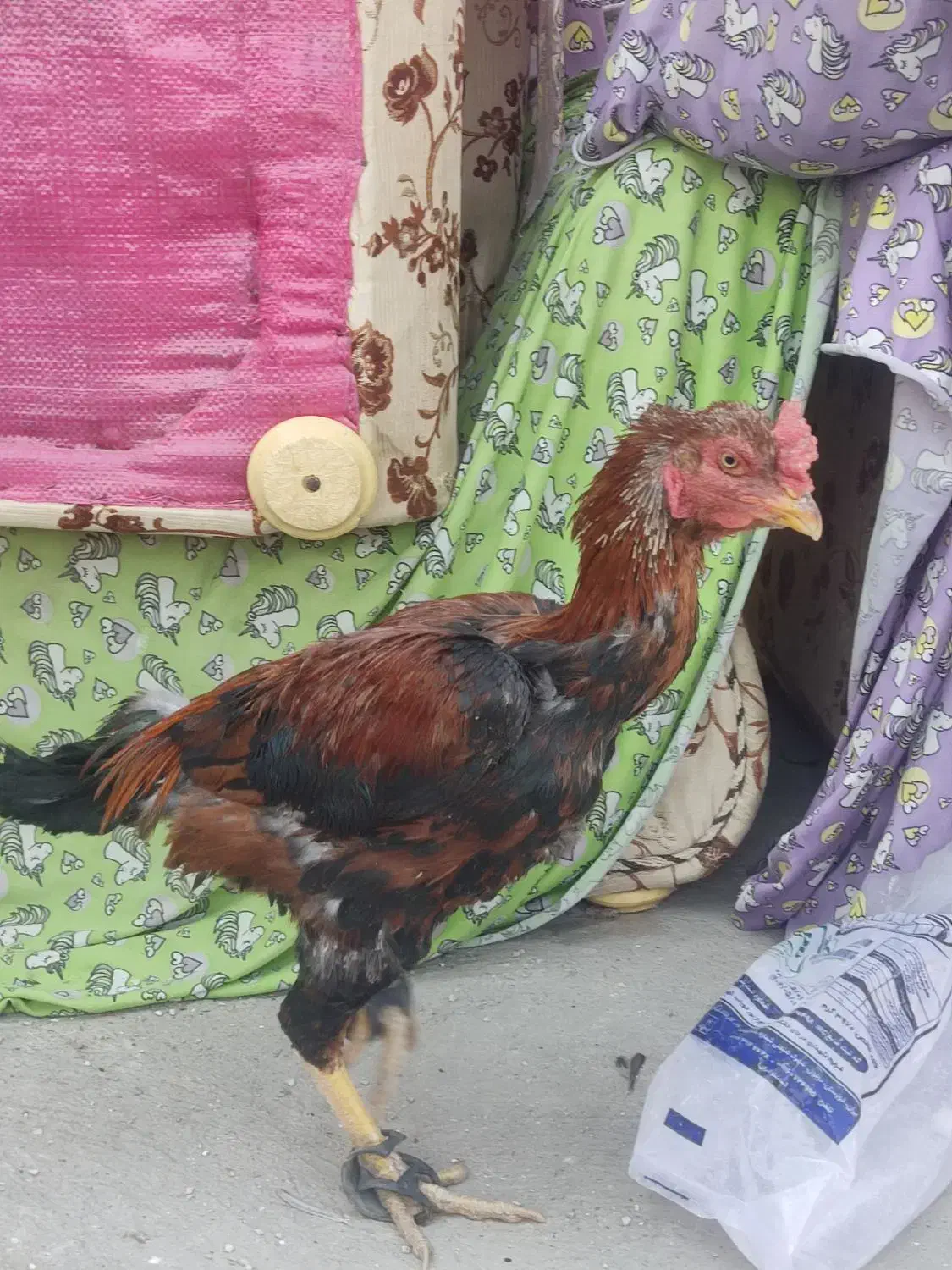 لاری|حیوانات مزرعه|چگنی, |دیوار