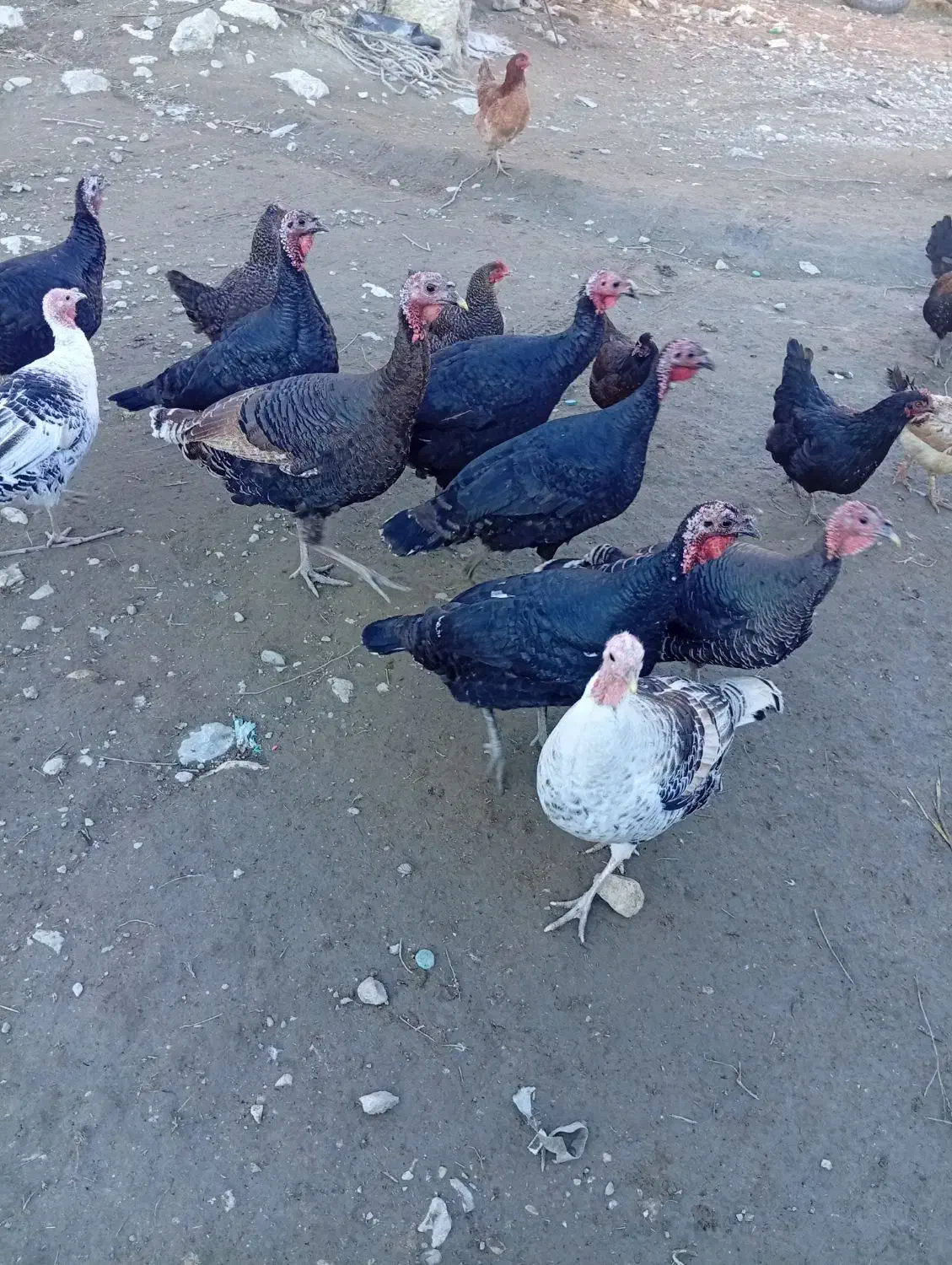 بوقلمون|حیوانات مزرعه|ماکو, |دیوار