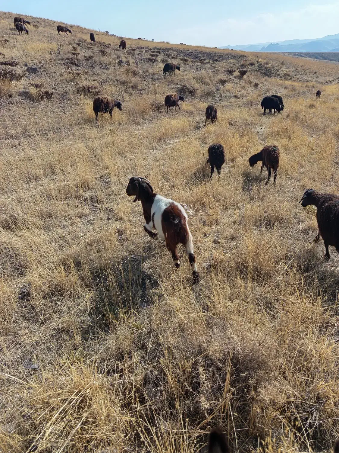یک راس بز ماده|حیوانات مزرعه|ترکمانچای, |دیوار