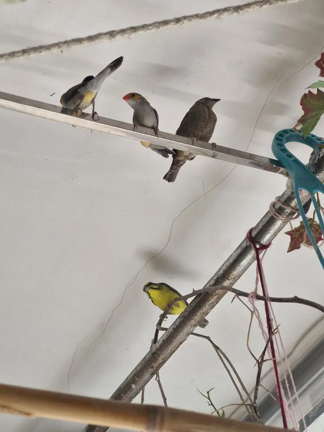 فنچ پتیلا بال زرد ماده|پرنده|اصفهان, گلزار|دیوار