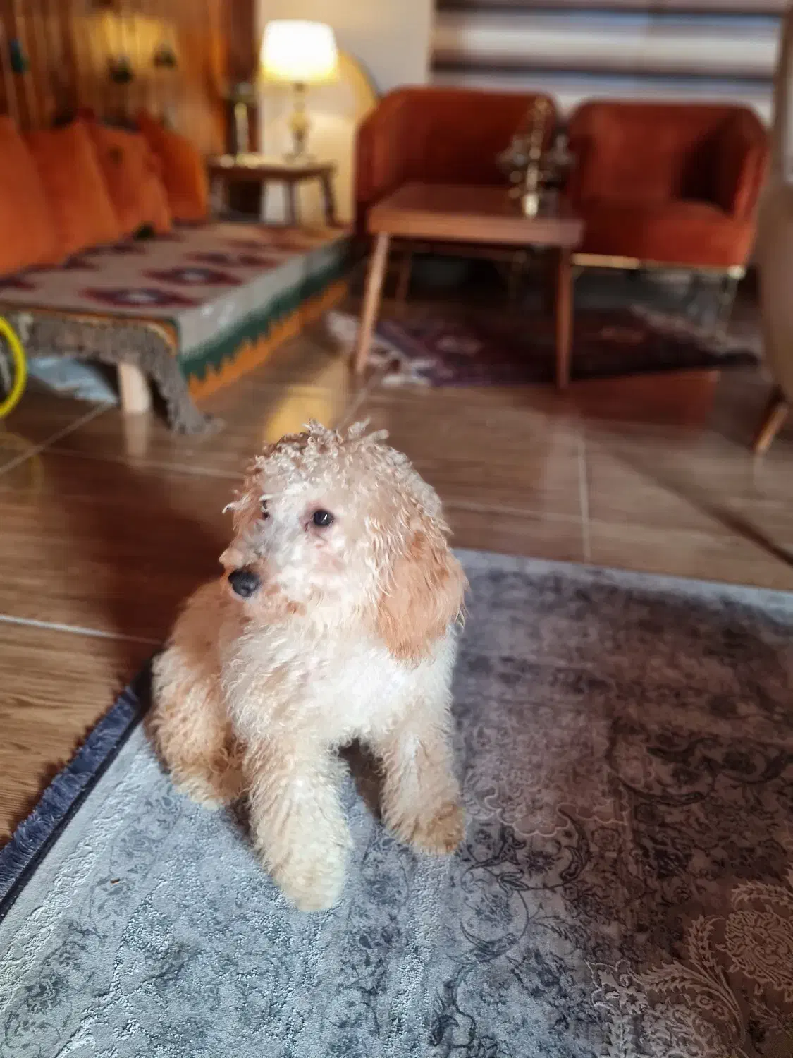 واگذاری سگ پودل|سگ|نوشهر, |دیوار