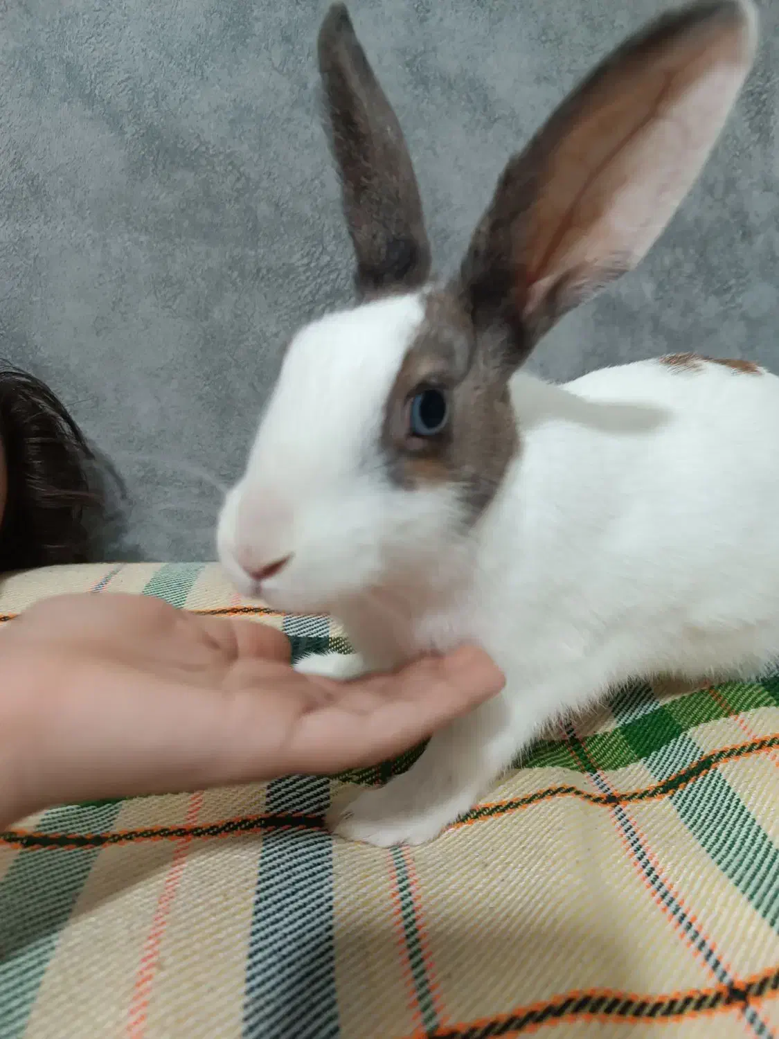 خرگوش ناناز|موش و خرگوش|قرچک, باقرآباد|دیوار