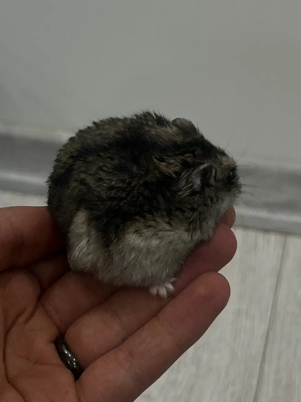 همستر بند انگشتی|موش و خرگوش|سلماس, |دیوار