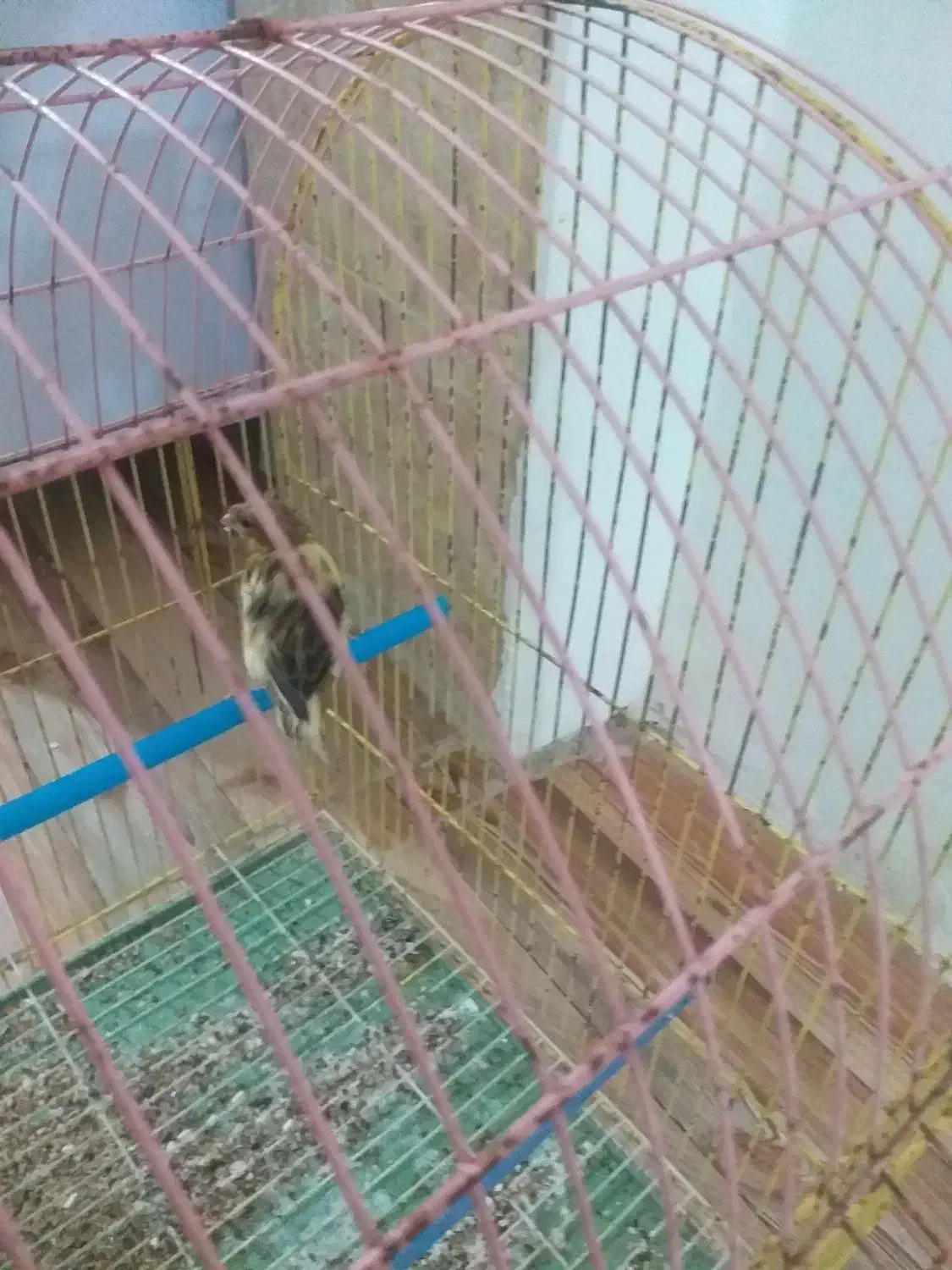 قناری|پرنده|مسجد سلیمان, |دیوار