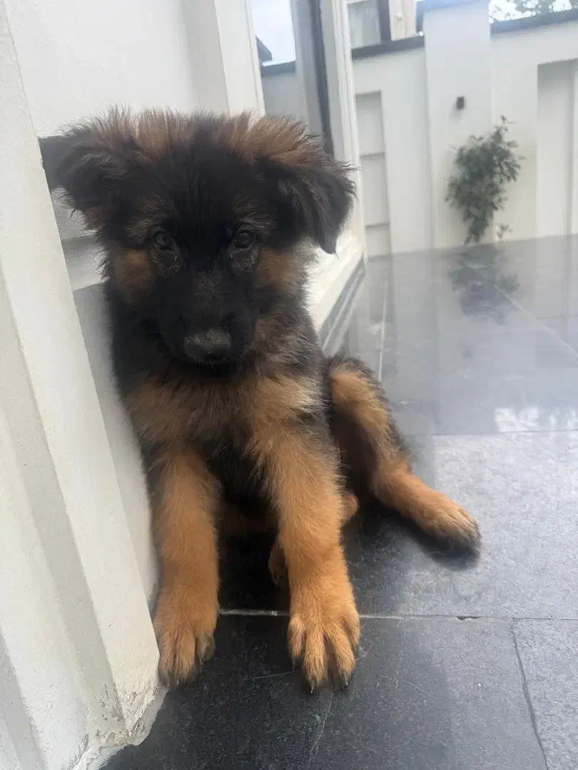 ۳ طوله ۴ ماه ژرمن دوتا موبلند یکی پسر|سگ|نوشهر, |دیوار