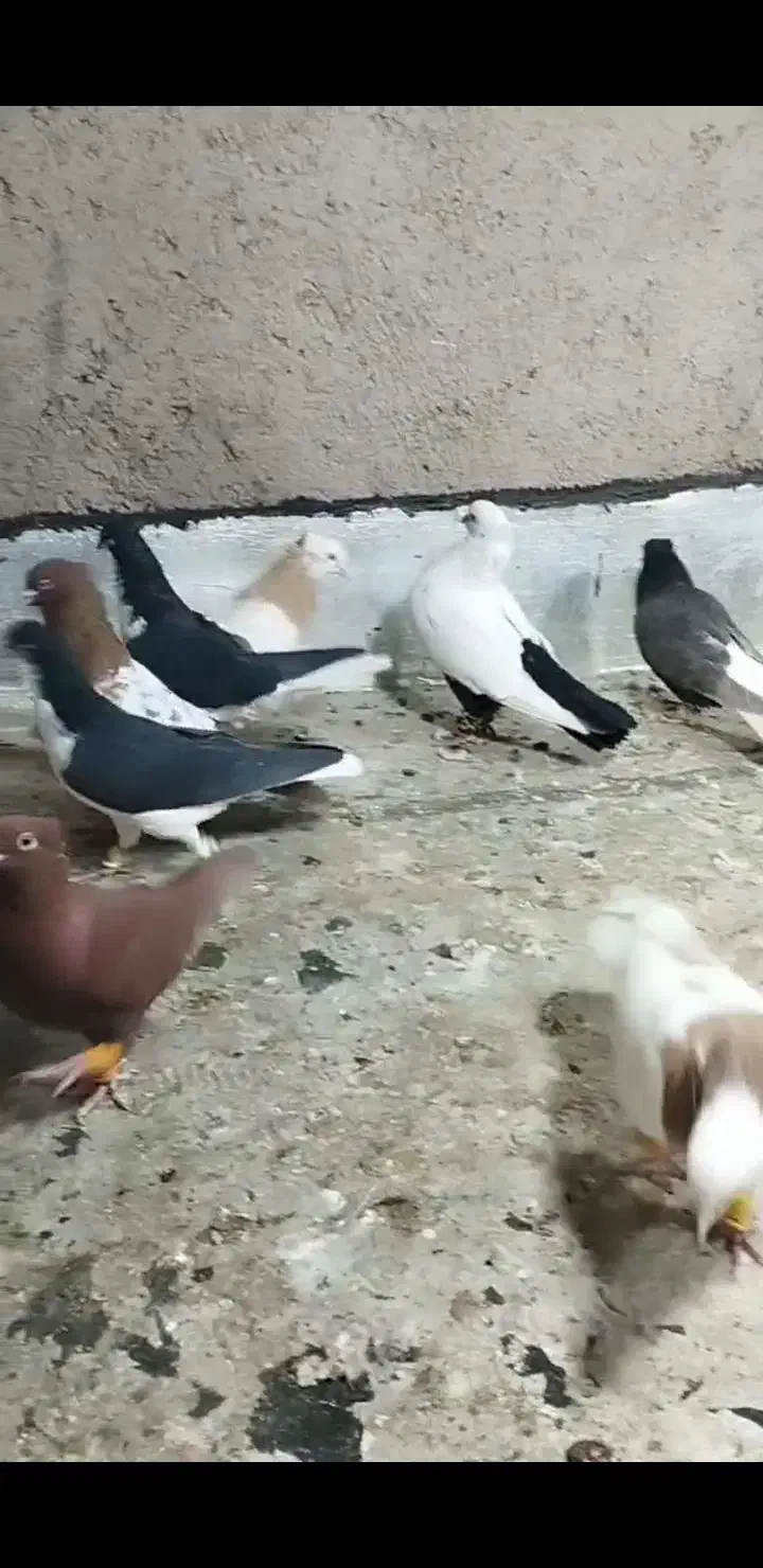 کبوتر|پرنده|تاکستان, |دیوار