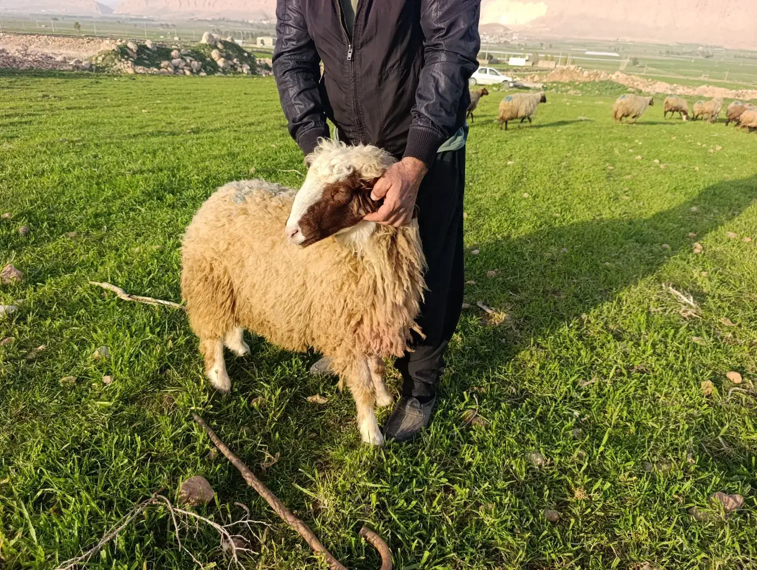 گوسفند نر سنجابی|حیوانات مزرعه|سرپل ذهاب, |دیوار