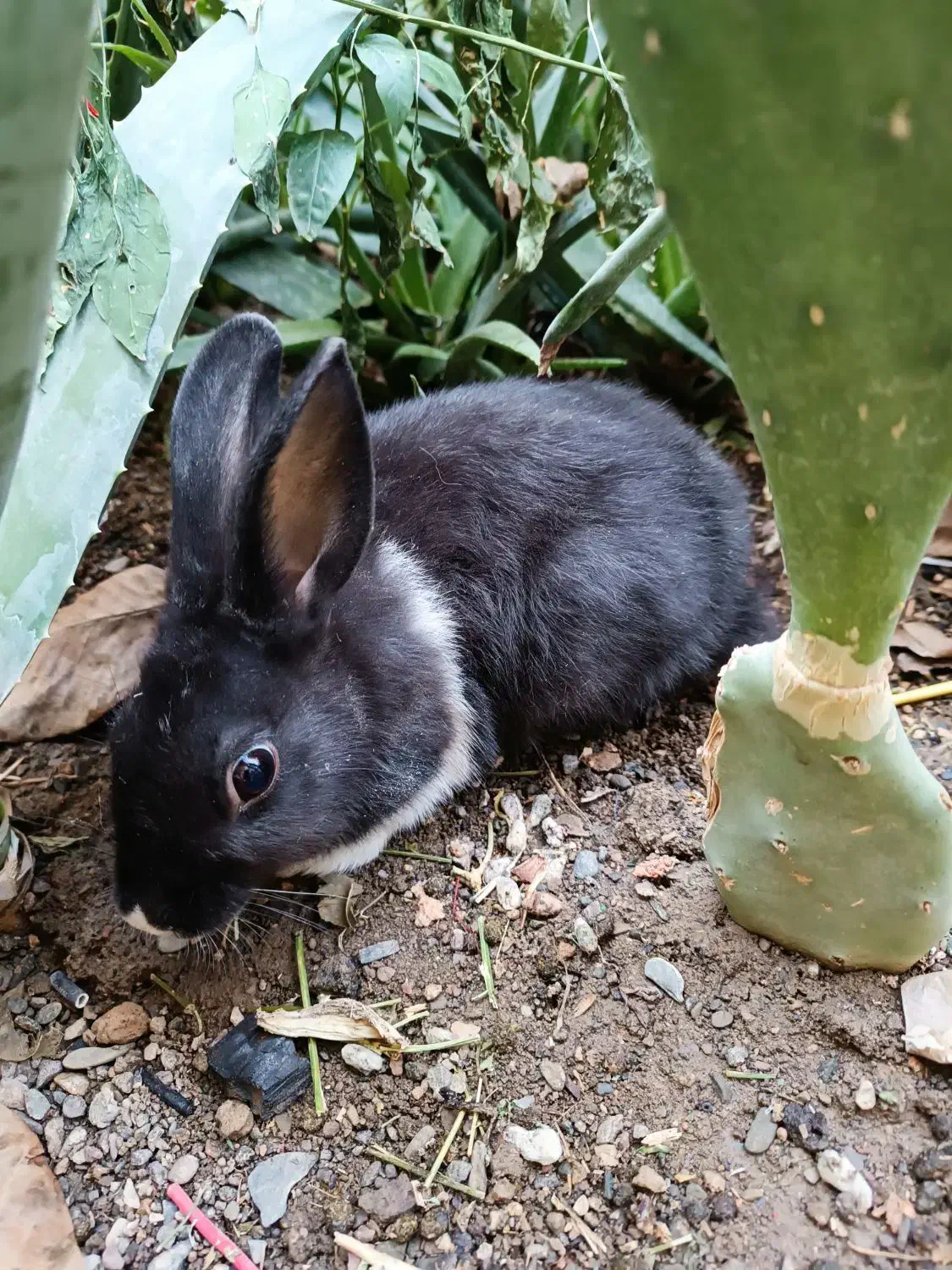 خرگوش|موش و خرگوش|نیشابور, امین اسلامی|دیوار