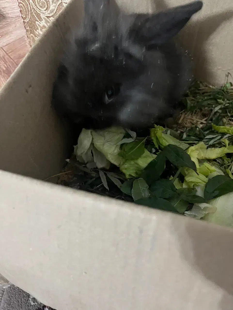 خرگوش|موش و خرگوش|رشت, بوسار|دیوار