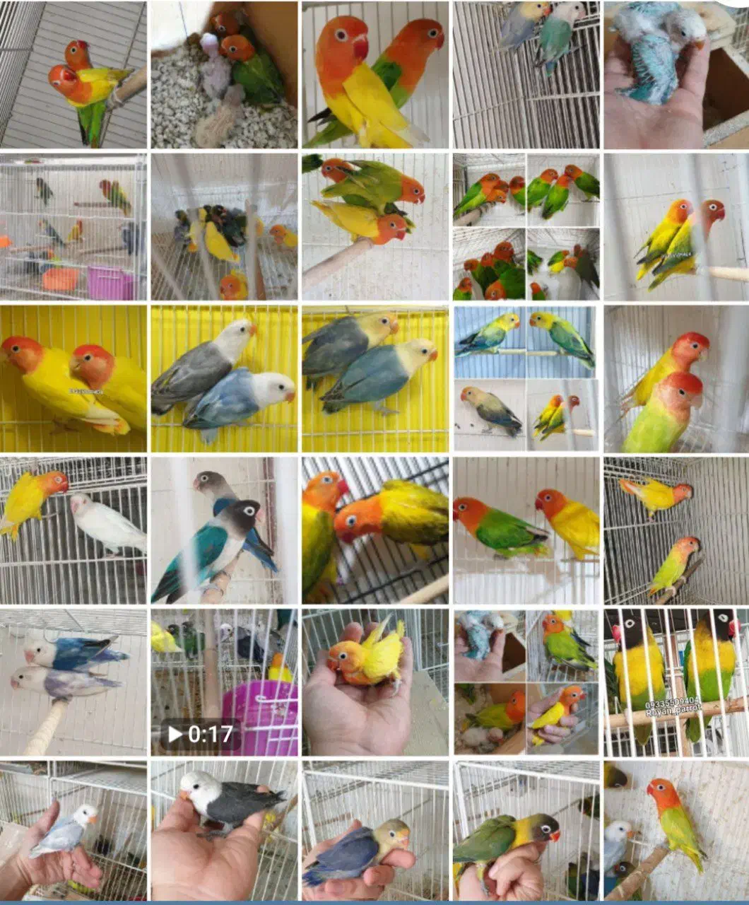 پرورش خانم اقامولد جوجه نرماده کوتوله عروس گرینچیک|پرنده|مشهد, آبکوه|دیوار