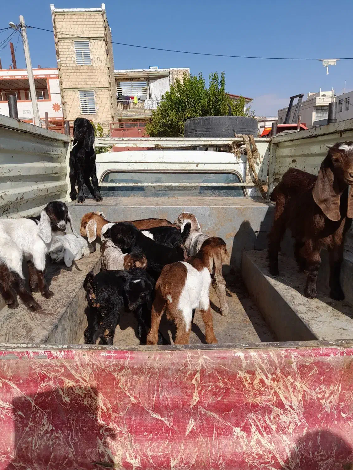 بزغاله های کوچک|حیوانات مزرعه|کوهدشت, |دیوار