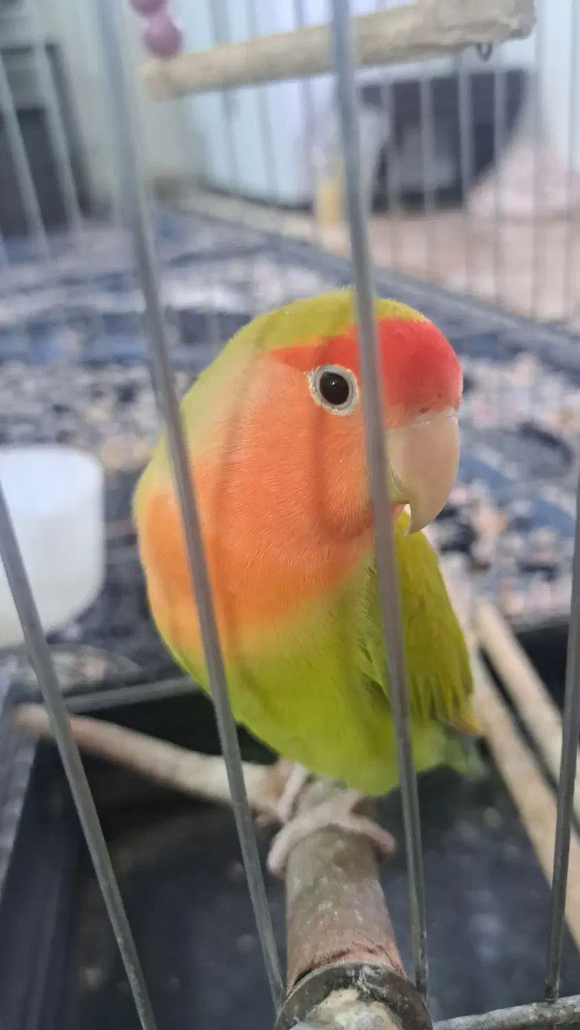 طوطی برزیلی|پرنده|اهواز, شهرک حفاری|دیوار