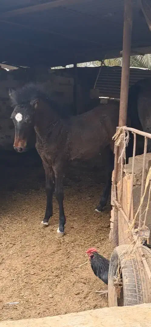 کره نریون اسب.عرب خالص خوزستان|اسب و تجهیزات اسبسواری|شوشتر, |دیوار